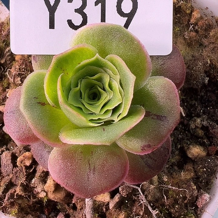 杨319 彩虹之翼x青绾