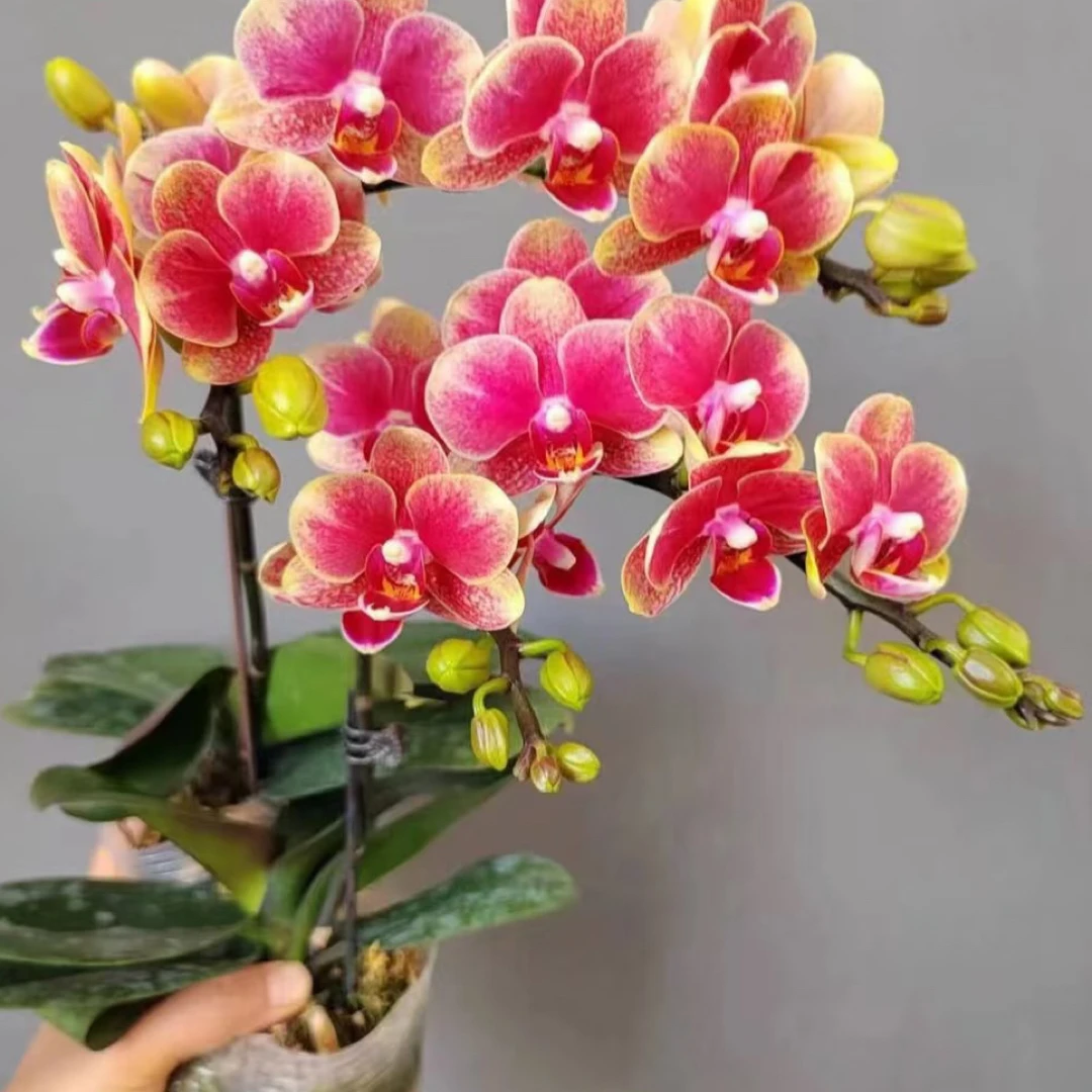 金蝶蝴蝶兰3.5成熟苗不带花带花剑