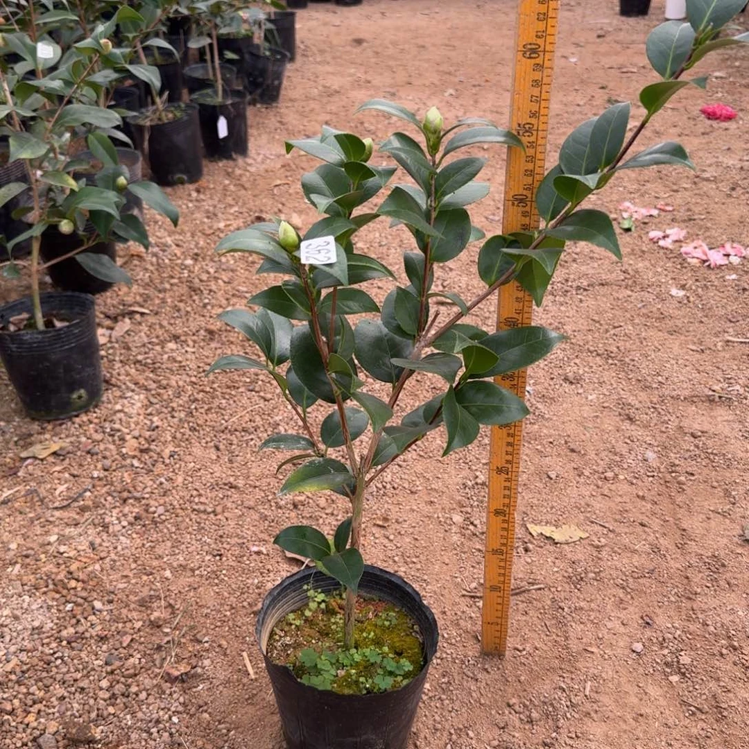 少量花朵（建议范围：2朵-5朵 或40%以下）362黑色蕾丝