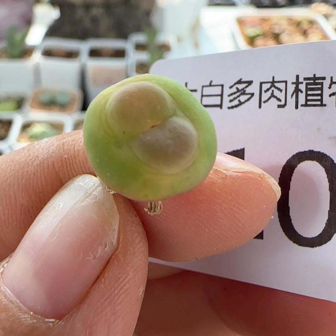 薇***.7102 大白多肉植物园