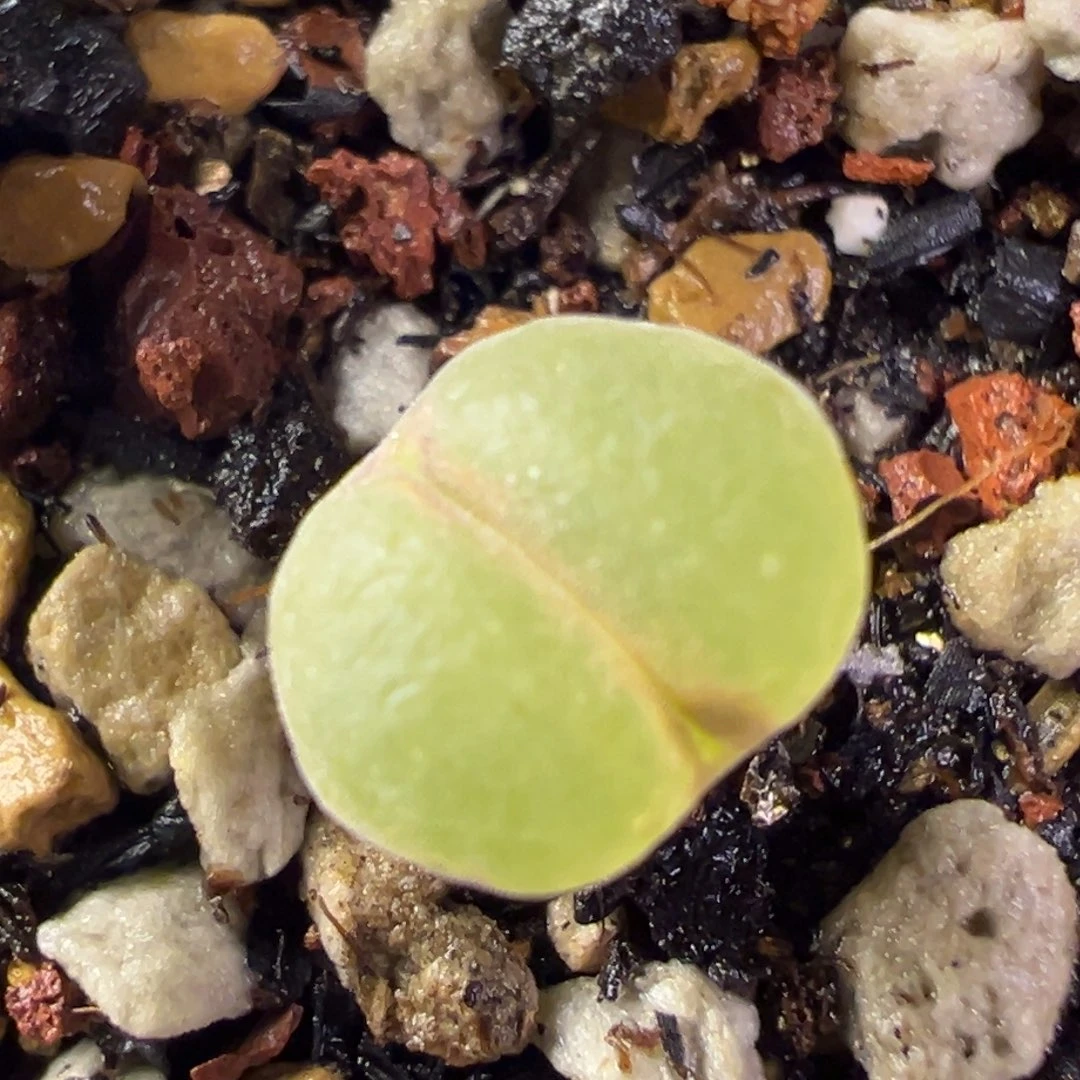 411粉红女郎纽扣母本一物一拍