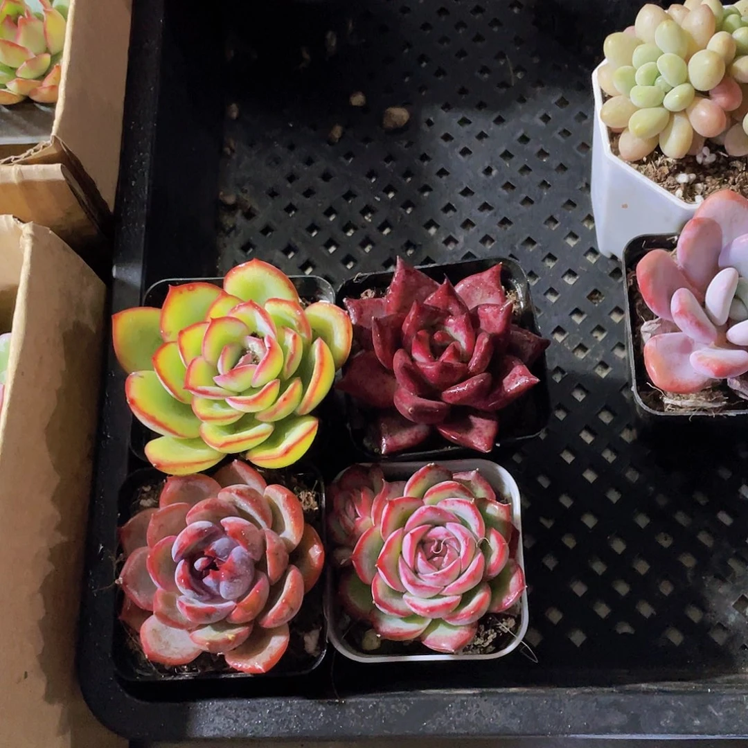 侧影+蓝莓+罗宾+晨露