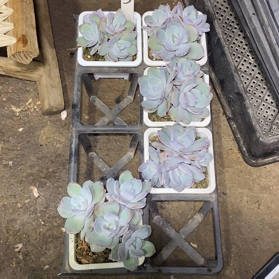 肉***C3号一筐5颗奶茶多肉植物