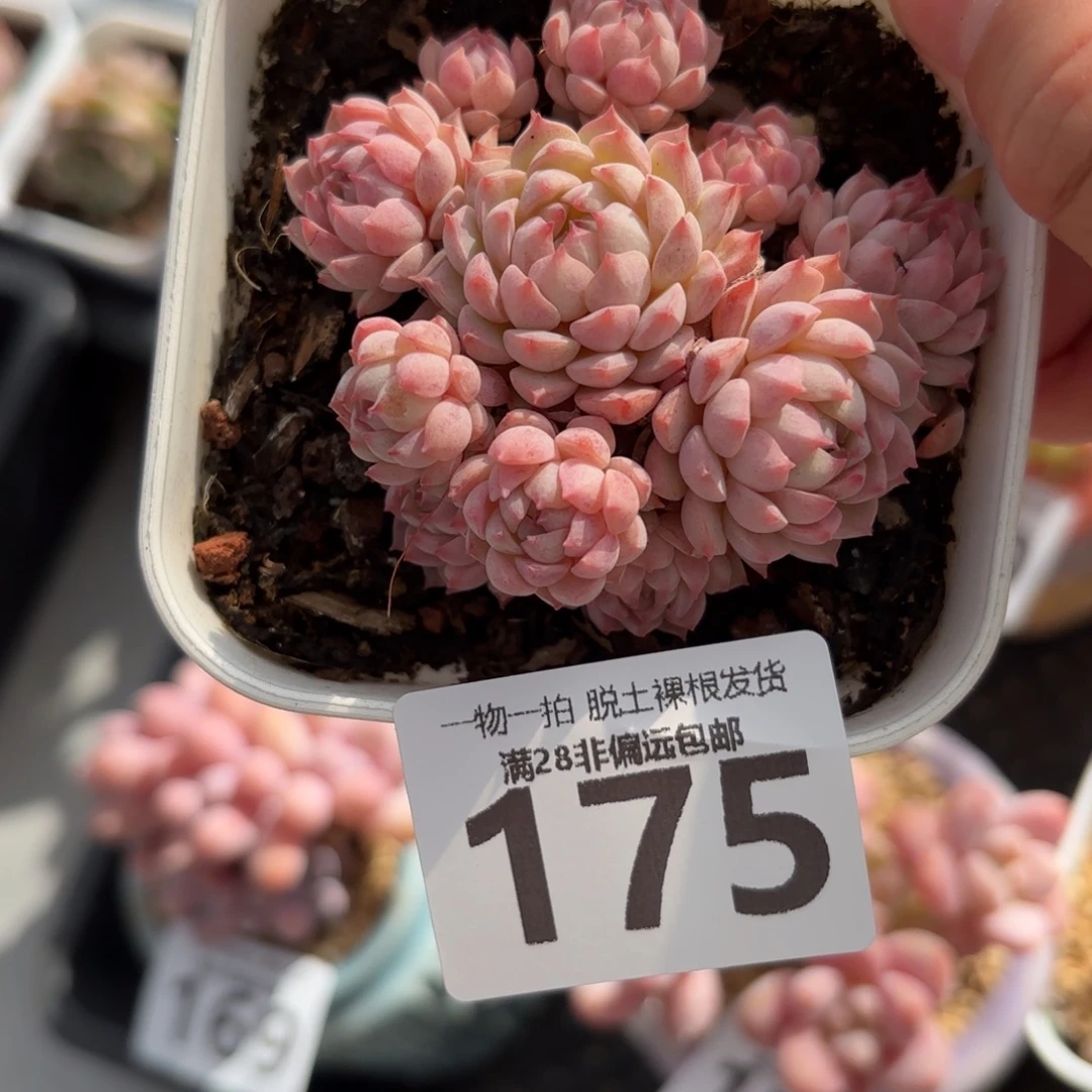 小粉梅留土球发货