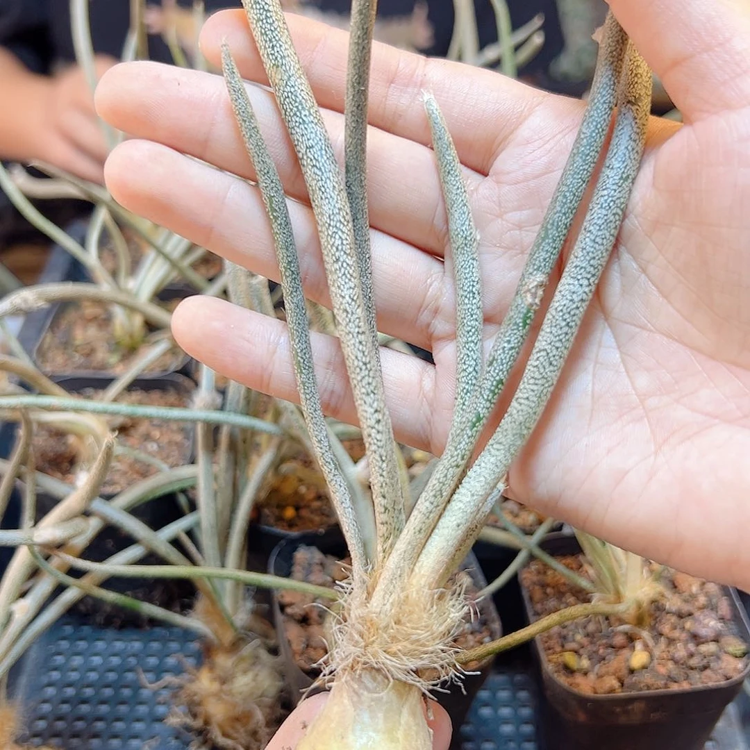 实生美杜莎肚子2公分