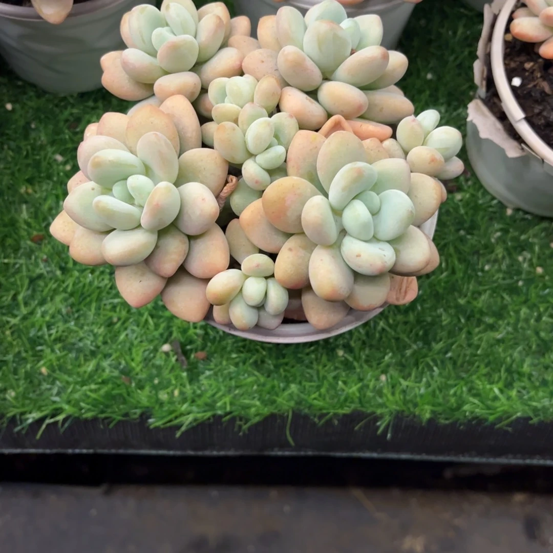 七彩洛神脱土发货。。