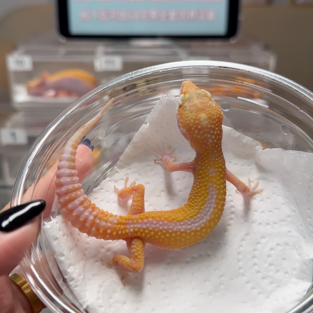 豹纹守宫暴龙妹妹