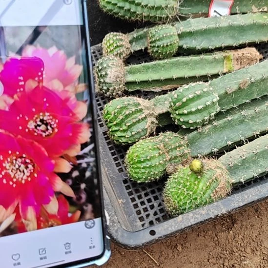 丽花8品种秀普嫁接清28