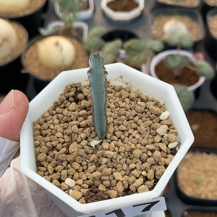 417蛞蝓弹簧草块根