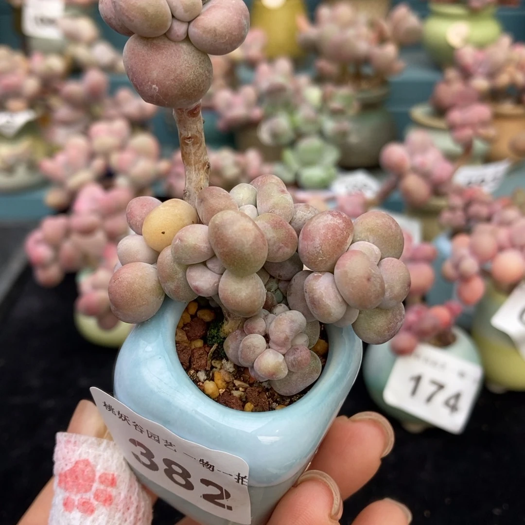 382糖果腰子蛋带盆土