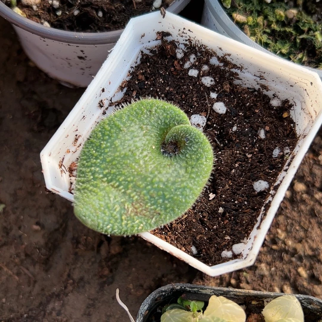 多肉植物毛叶丽金花