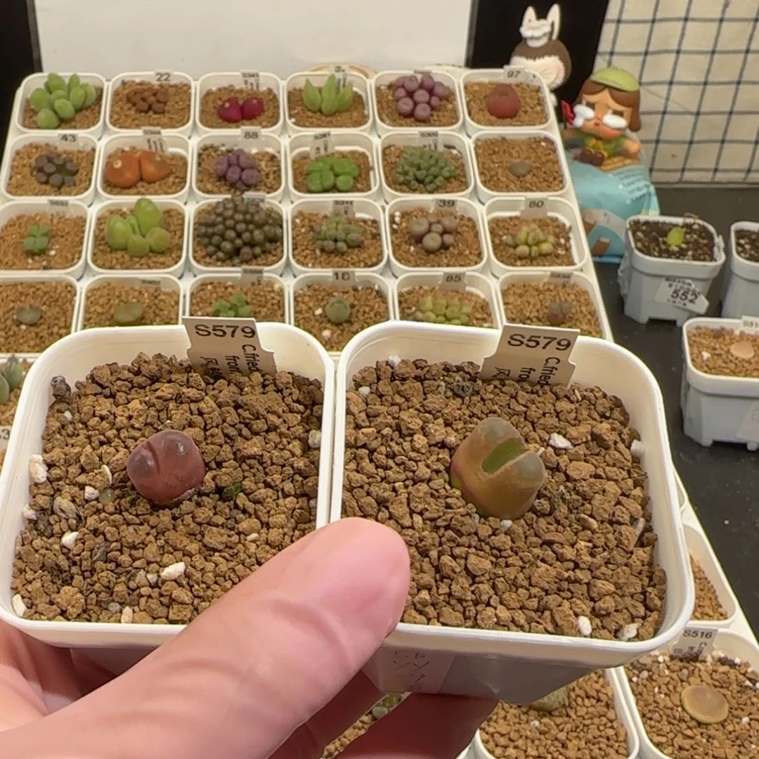 靓***丫肉锥多肉植物百科-10km风铃558