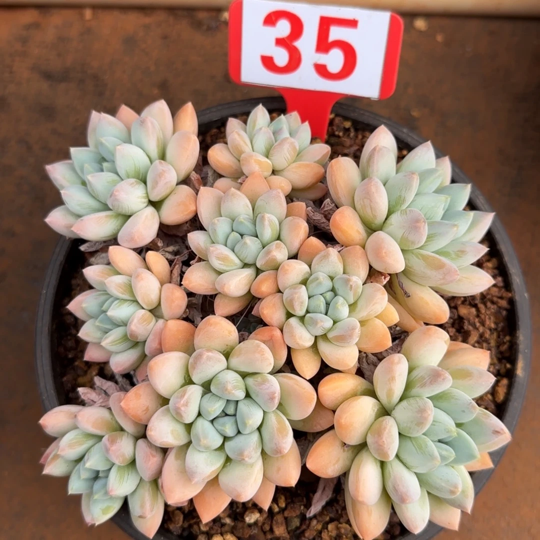 35。      奶糖群。