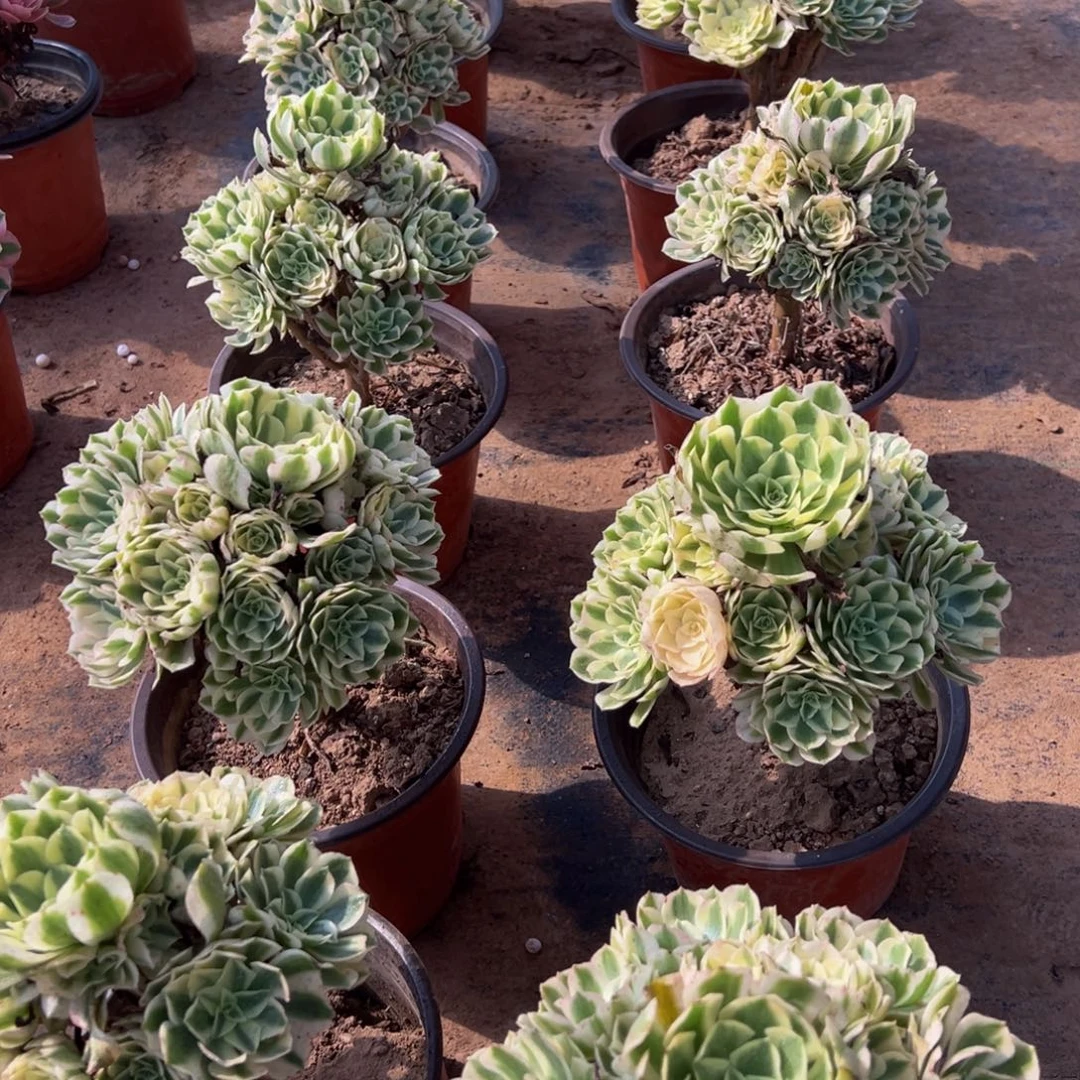 迈巴赫9.9多肉植物