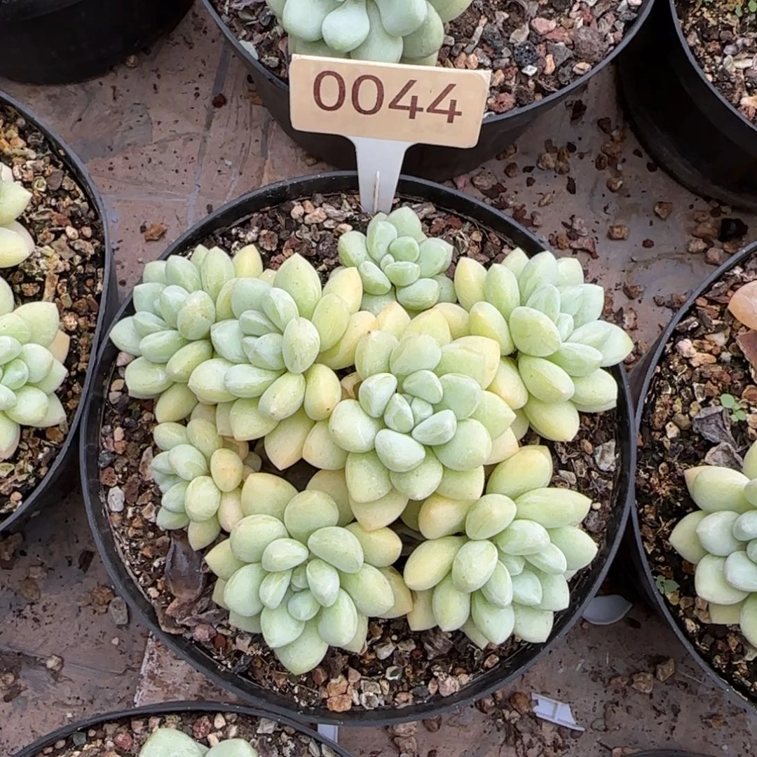 泡泡糖    0044号