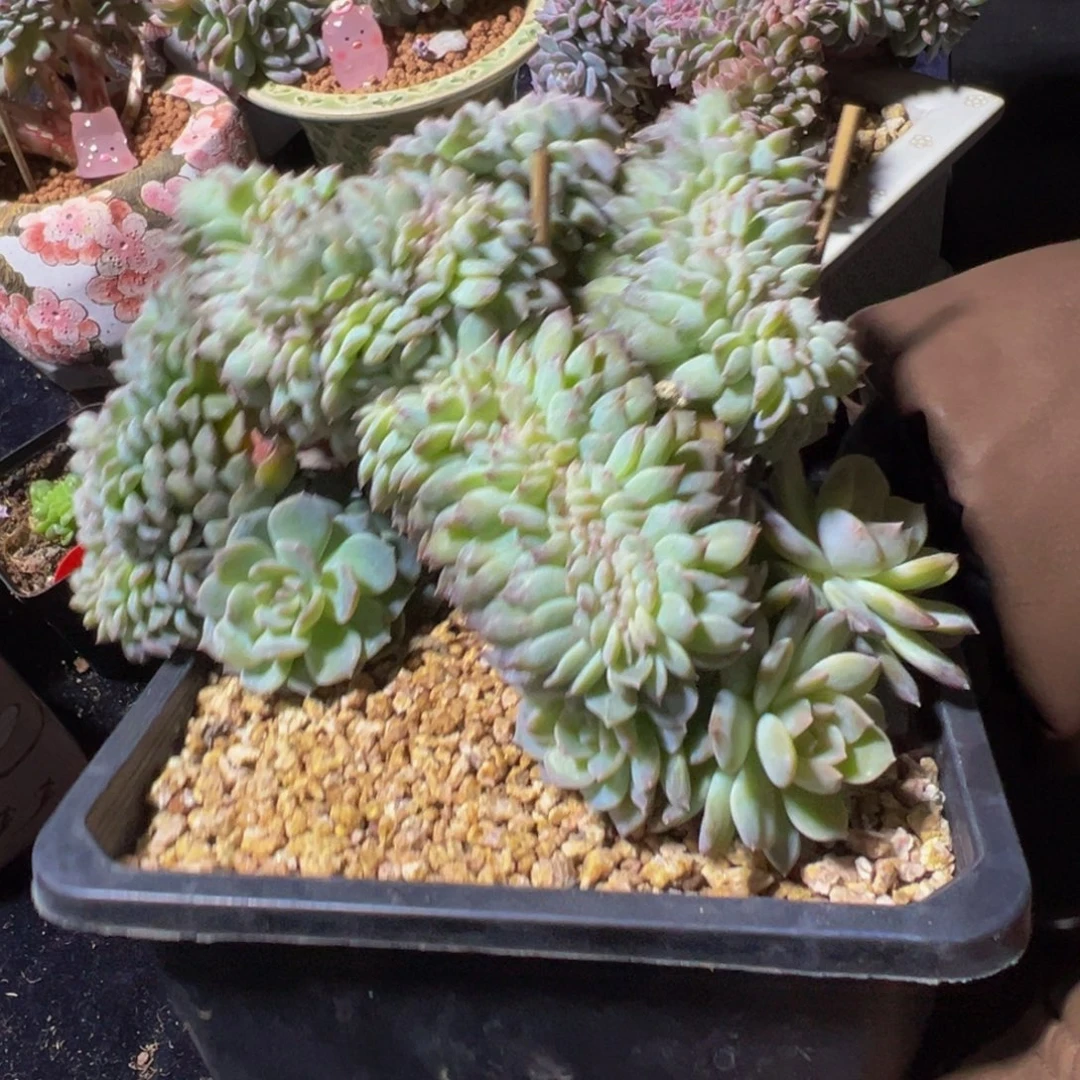 弗洛伊德琥珀缀化