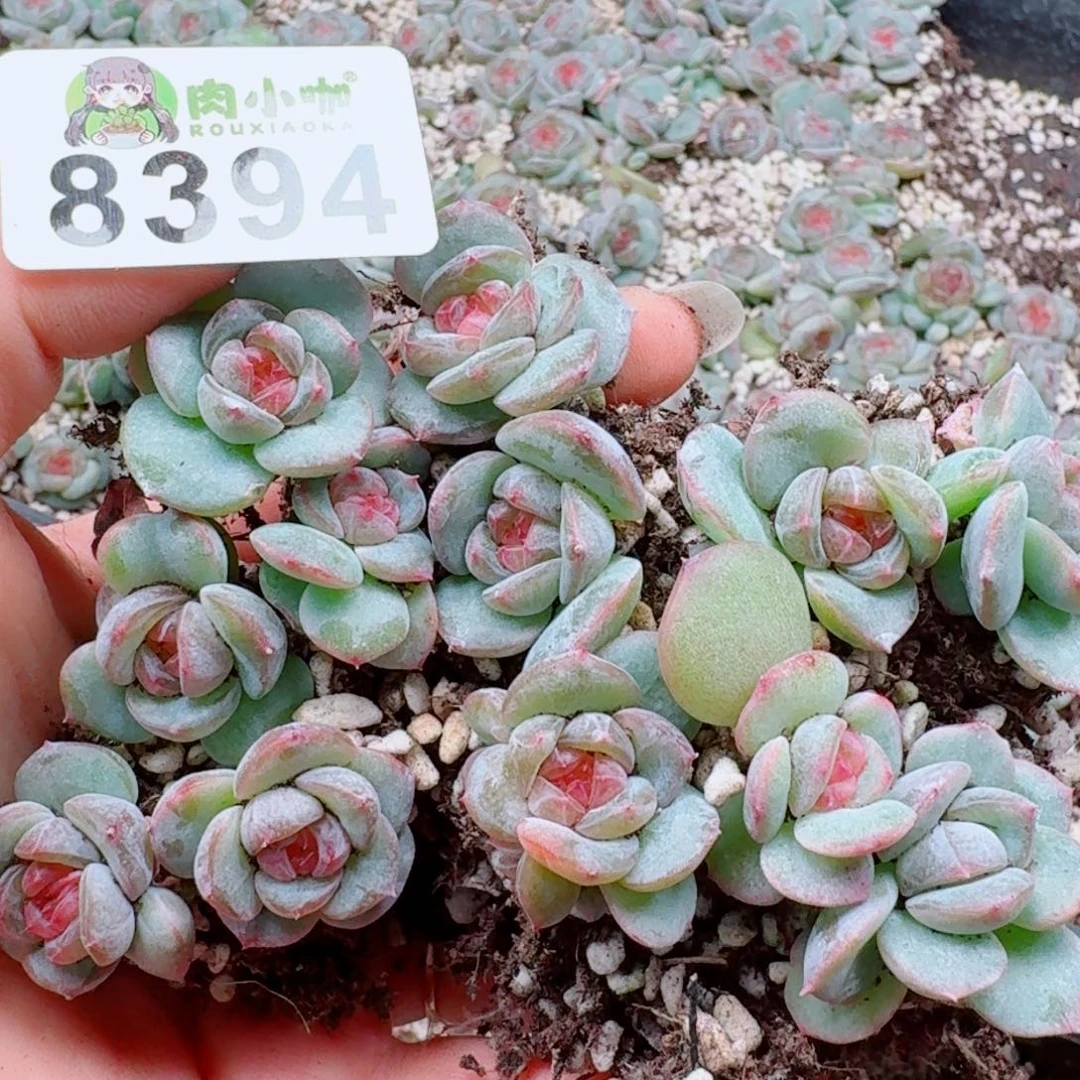 泡***x多肉植物多肉植物