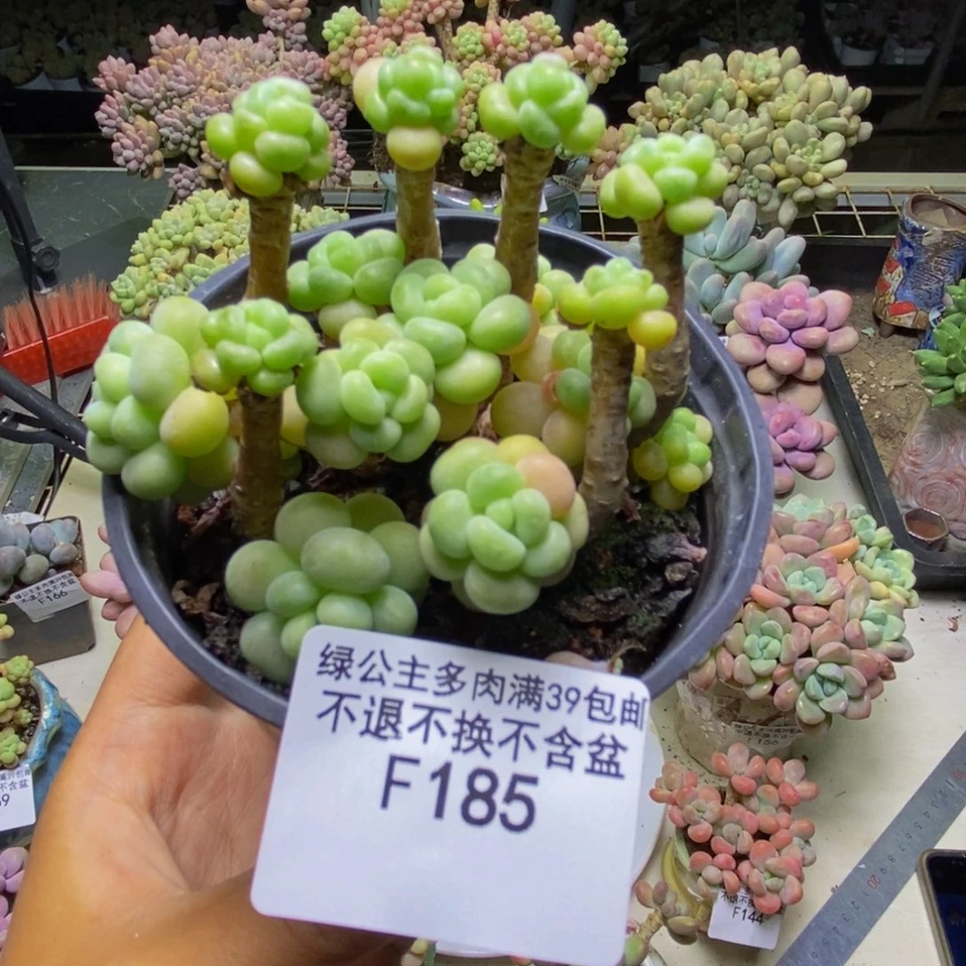 丢***猪185花朵鱼子酱多肉7cm