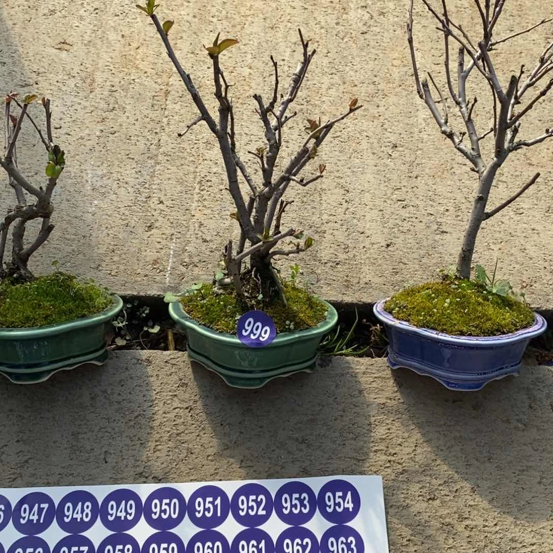 红陶幻*红红火火过大年999