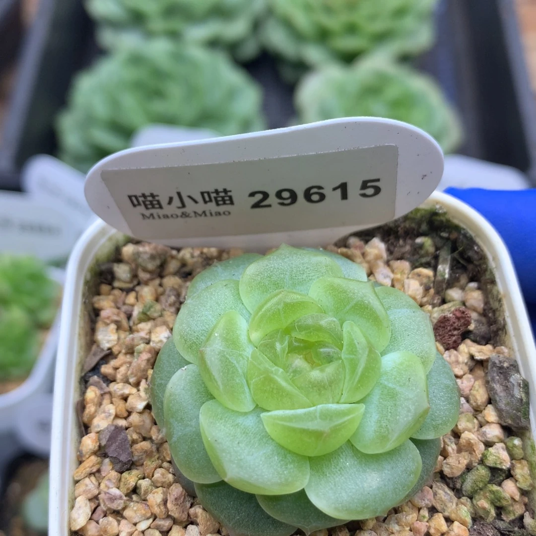 多肉植物杂交珍妮