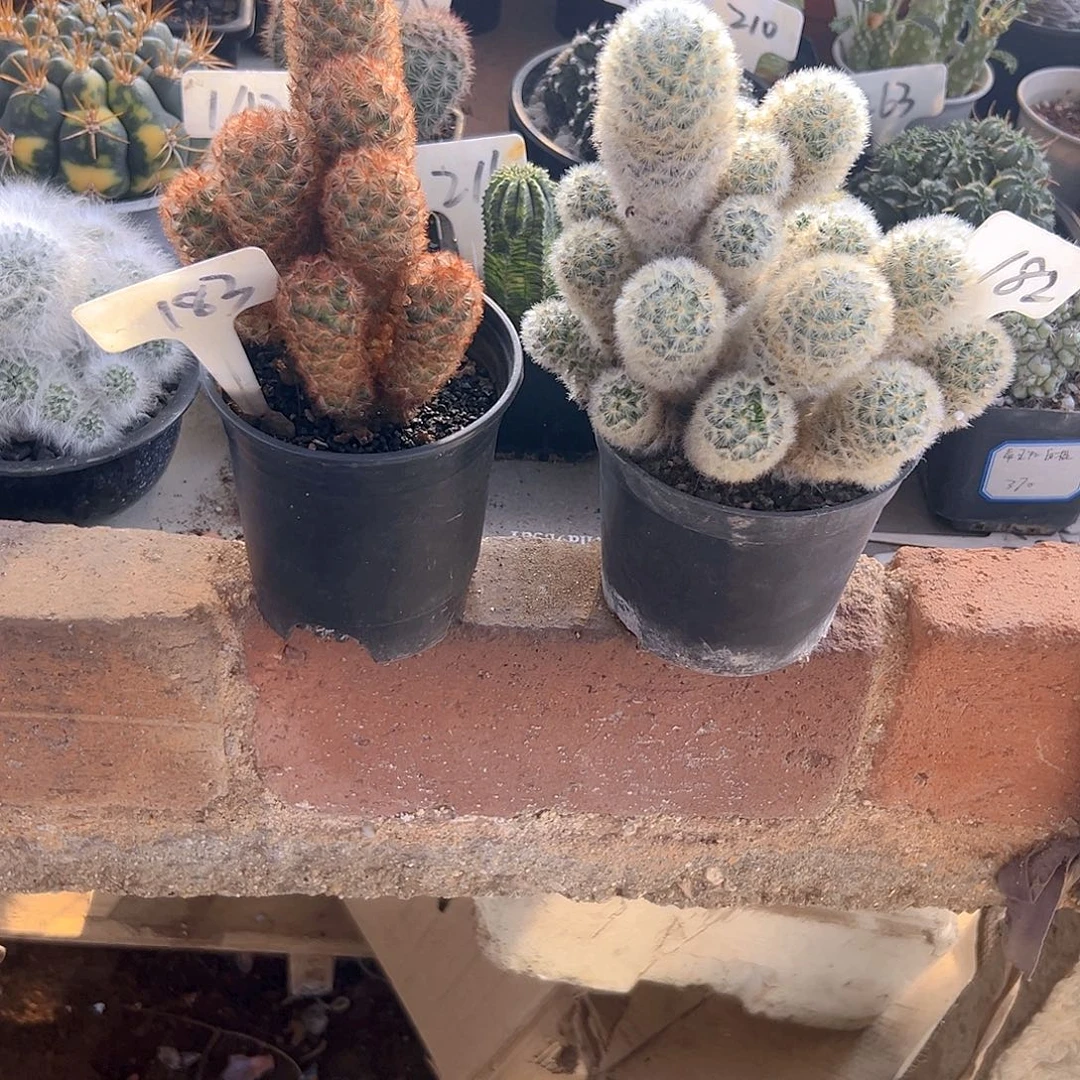 仙人球1111111111111111