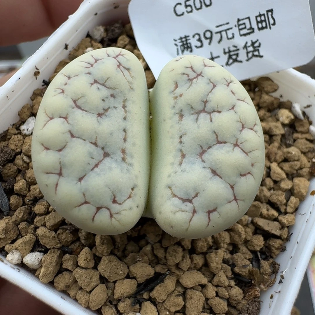 500多肉哈哈哈哈哈哈哈