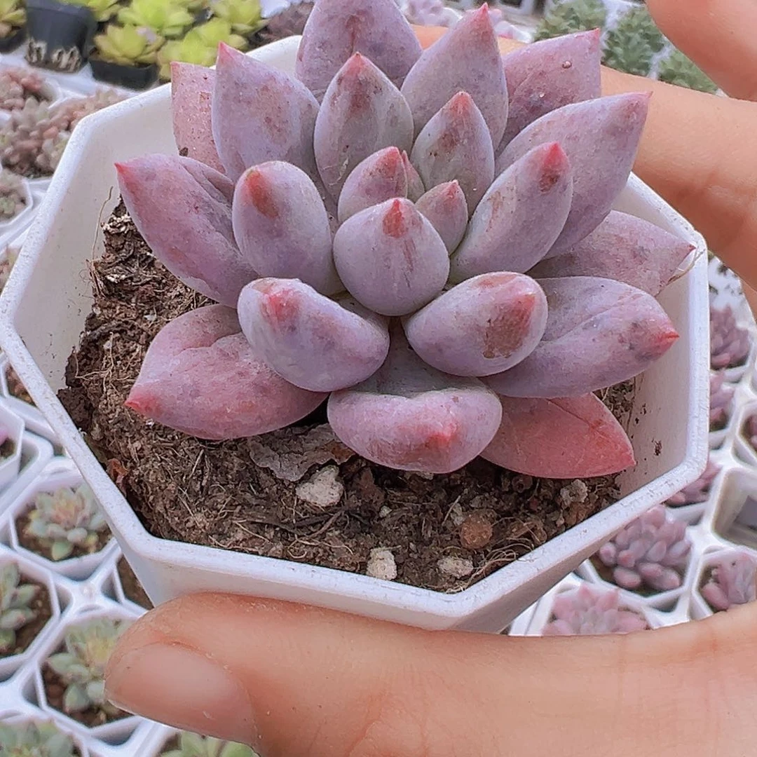 所罗门19包邮多肉植物