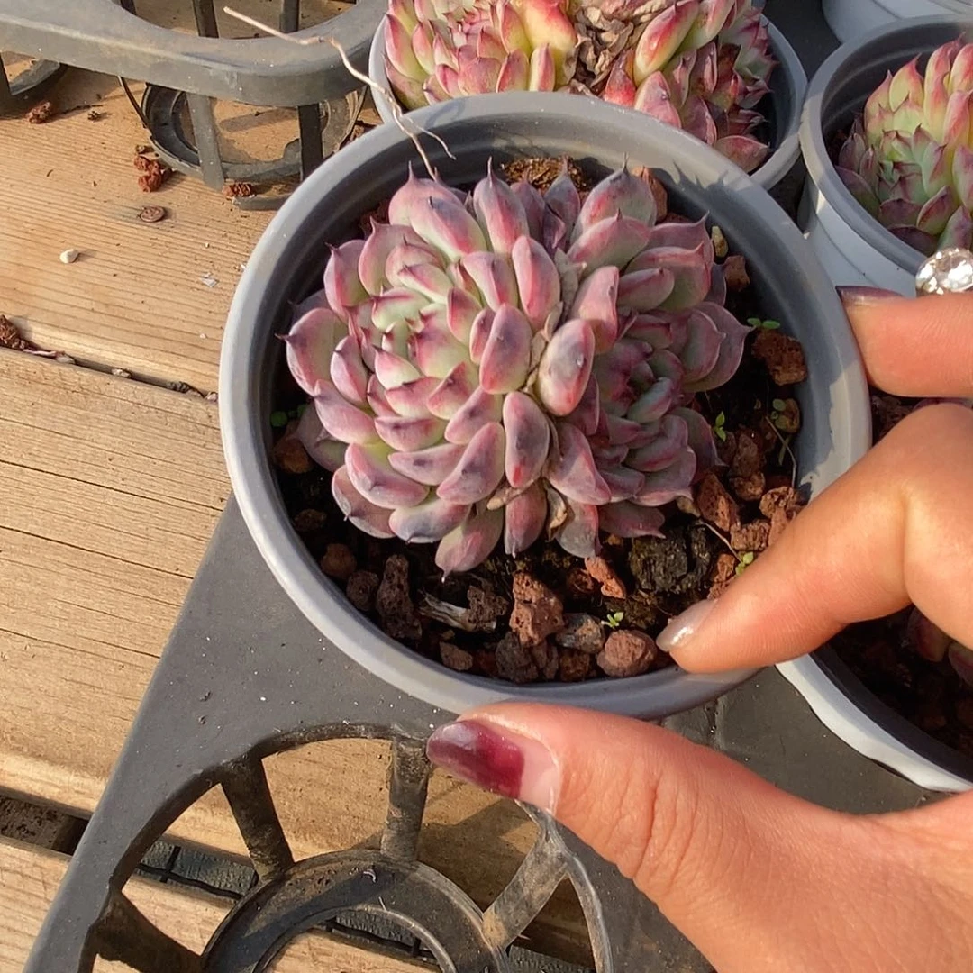 金汇园艺，马赛尔群