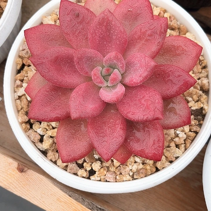 贺菲昕托13号码牌子