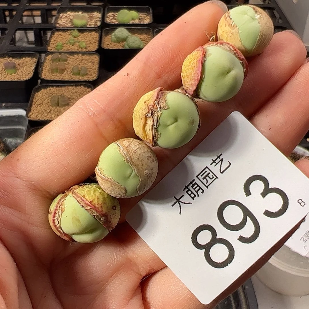 0000893 一物一拍。