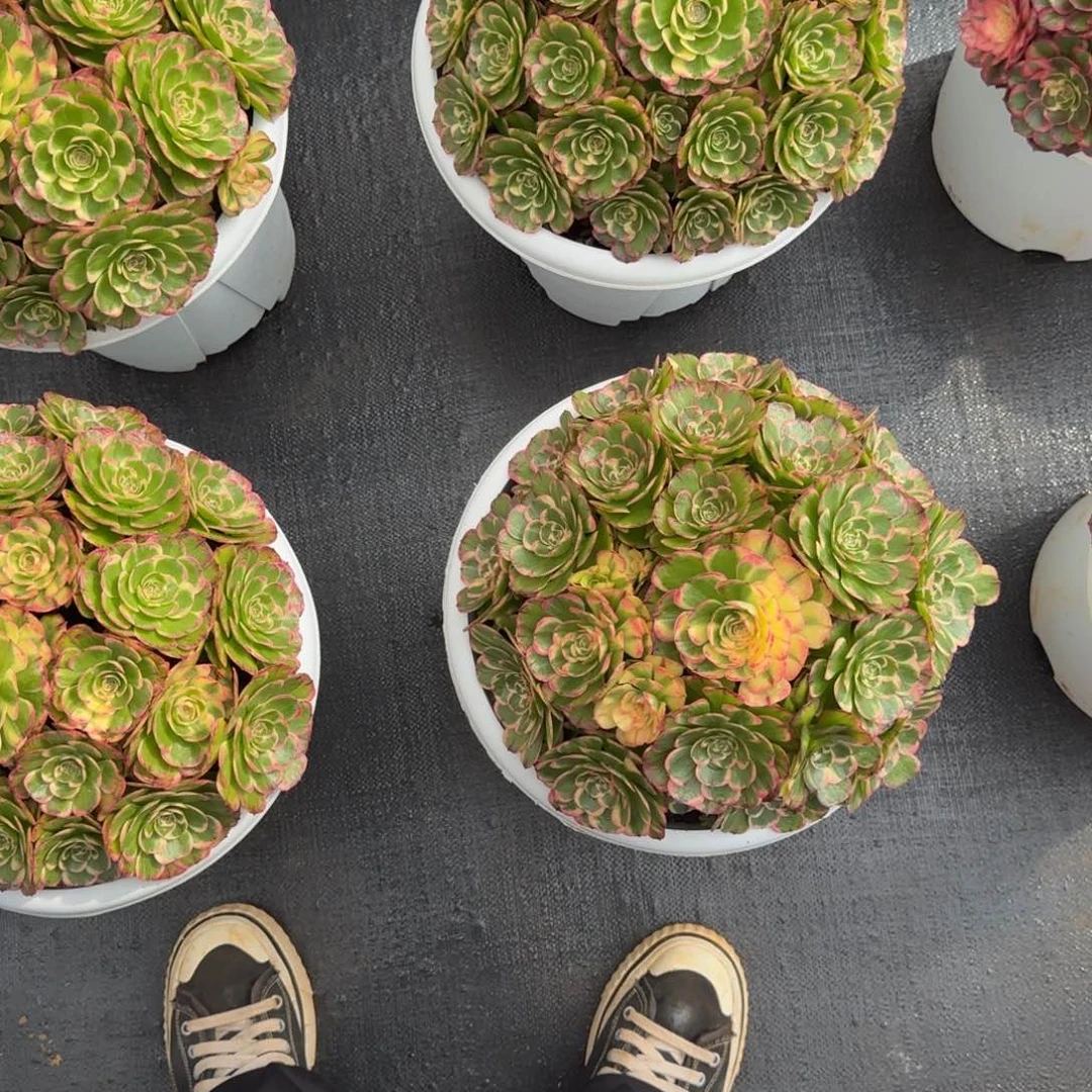 梦***见无花朵xbbxxbxbxbxnxnnddndndn