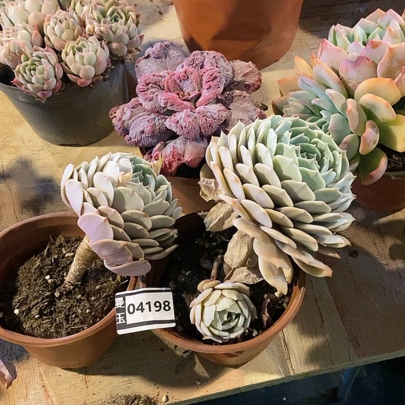 【闪购商品】粉蝶两颗04198