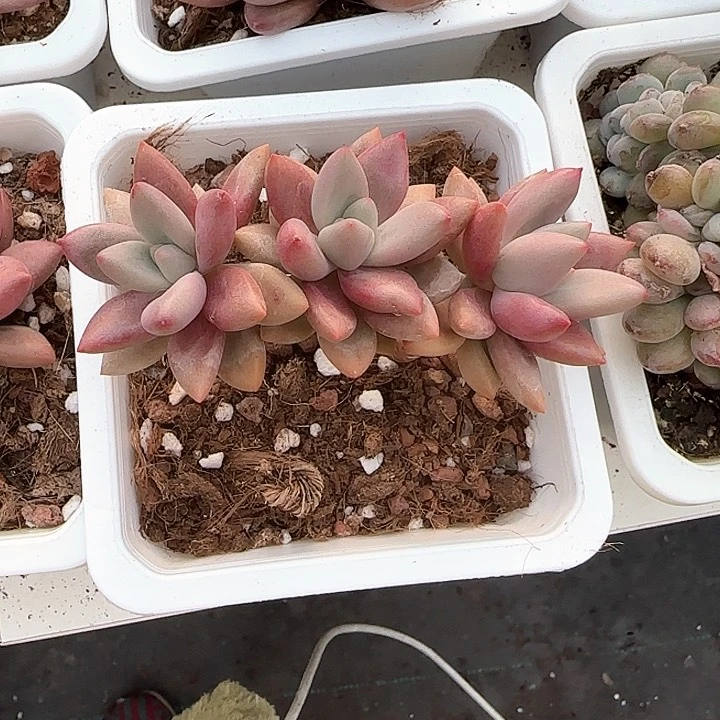 心****师青蛙王子儿童牙膏211