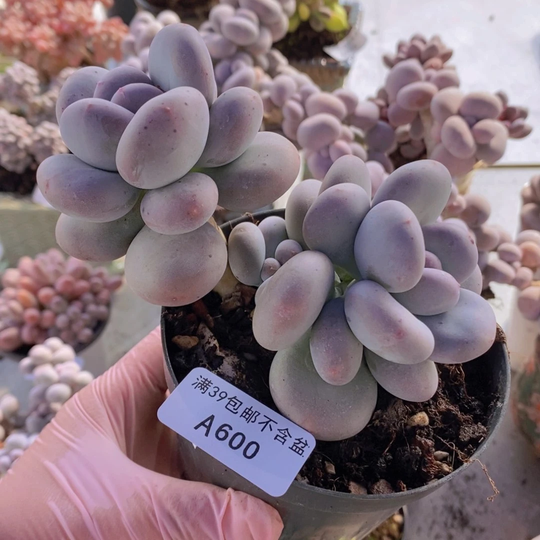 大叶奶10cm600多肉植物