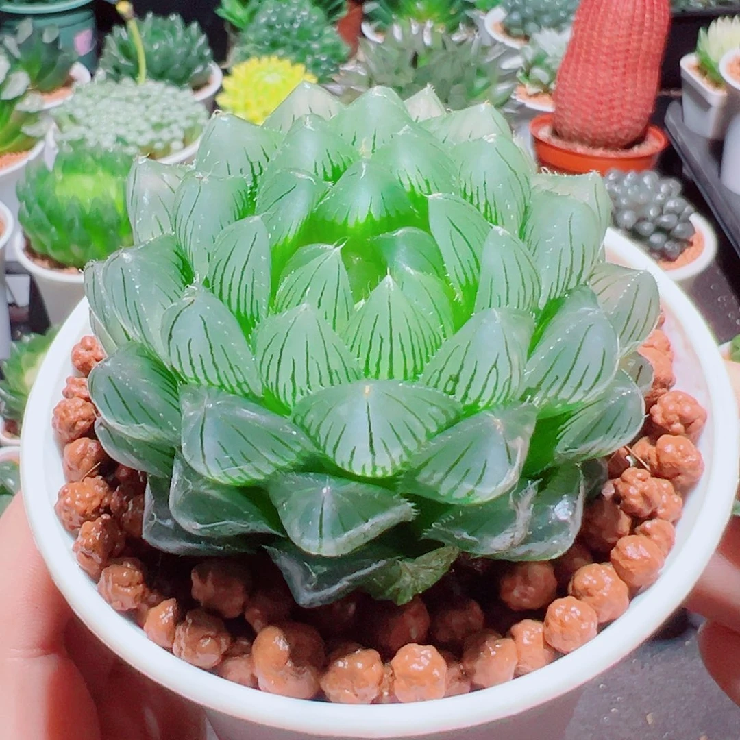 大冰川玉露多肉多肉多肉