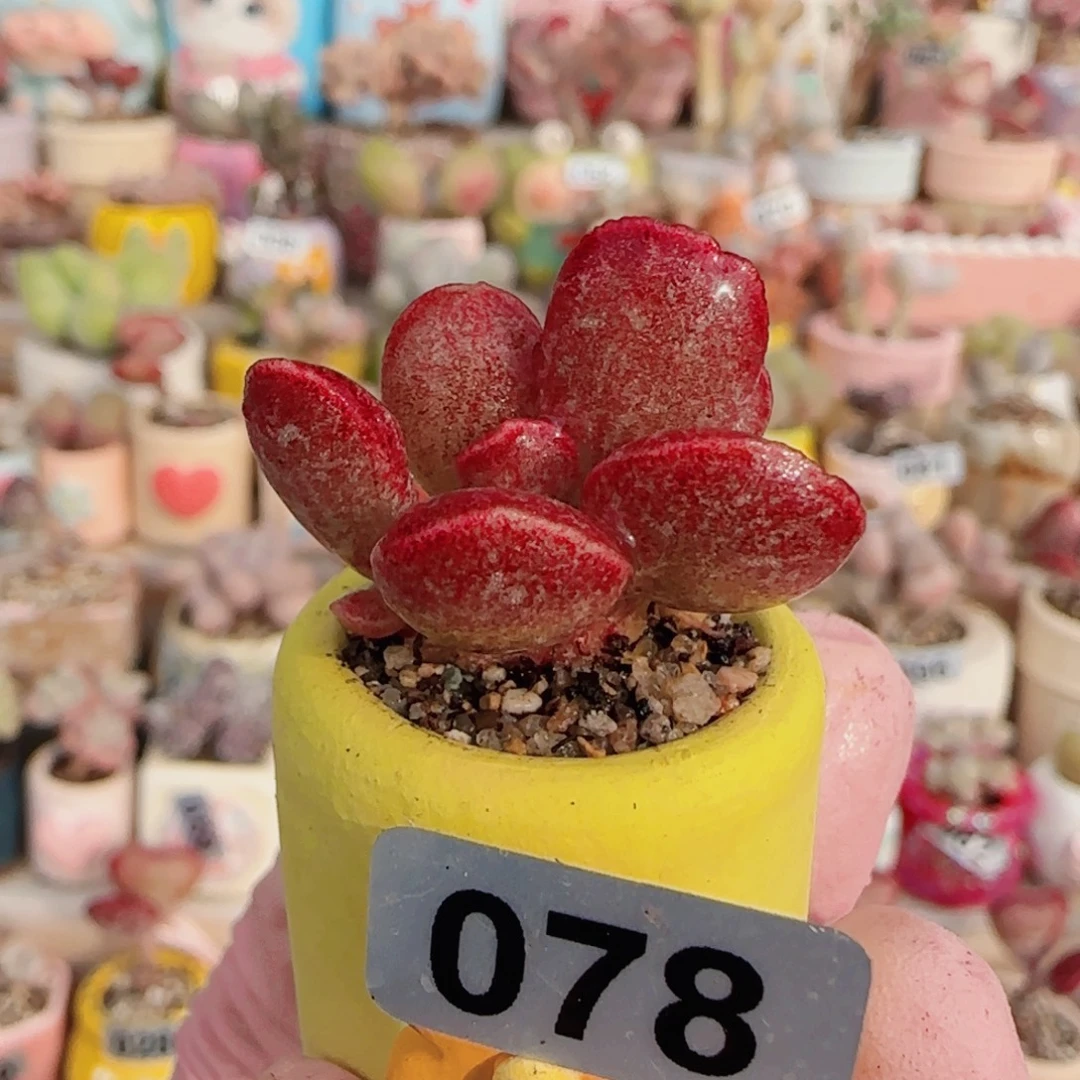 T厚叶红舒提盆口2cm