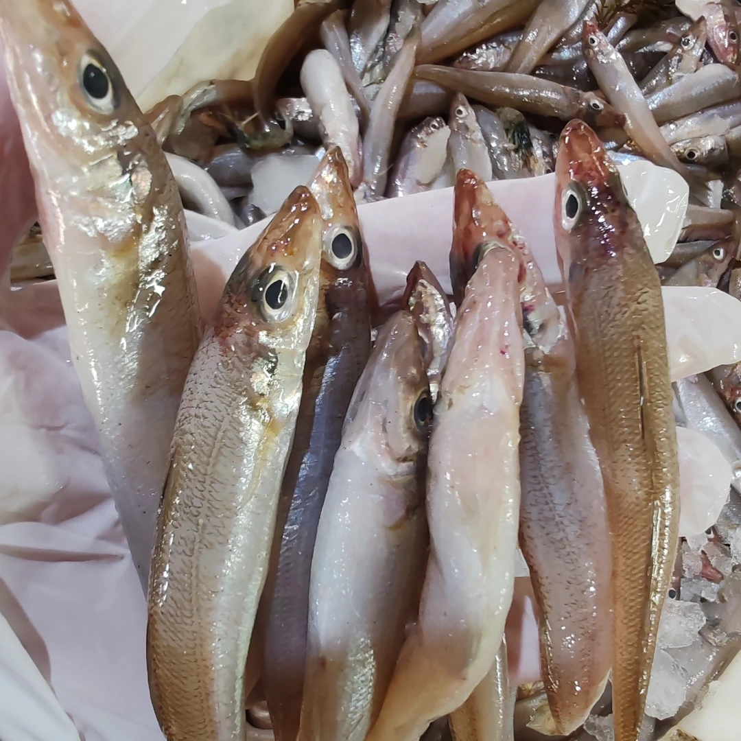 【4.9-5.1斤】大连新鲜野生沙丁鱼  大小不均个别破肚介意勿拍