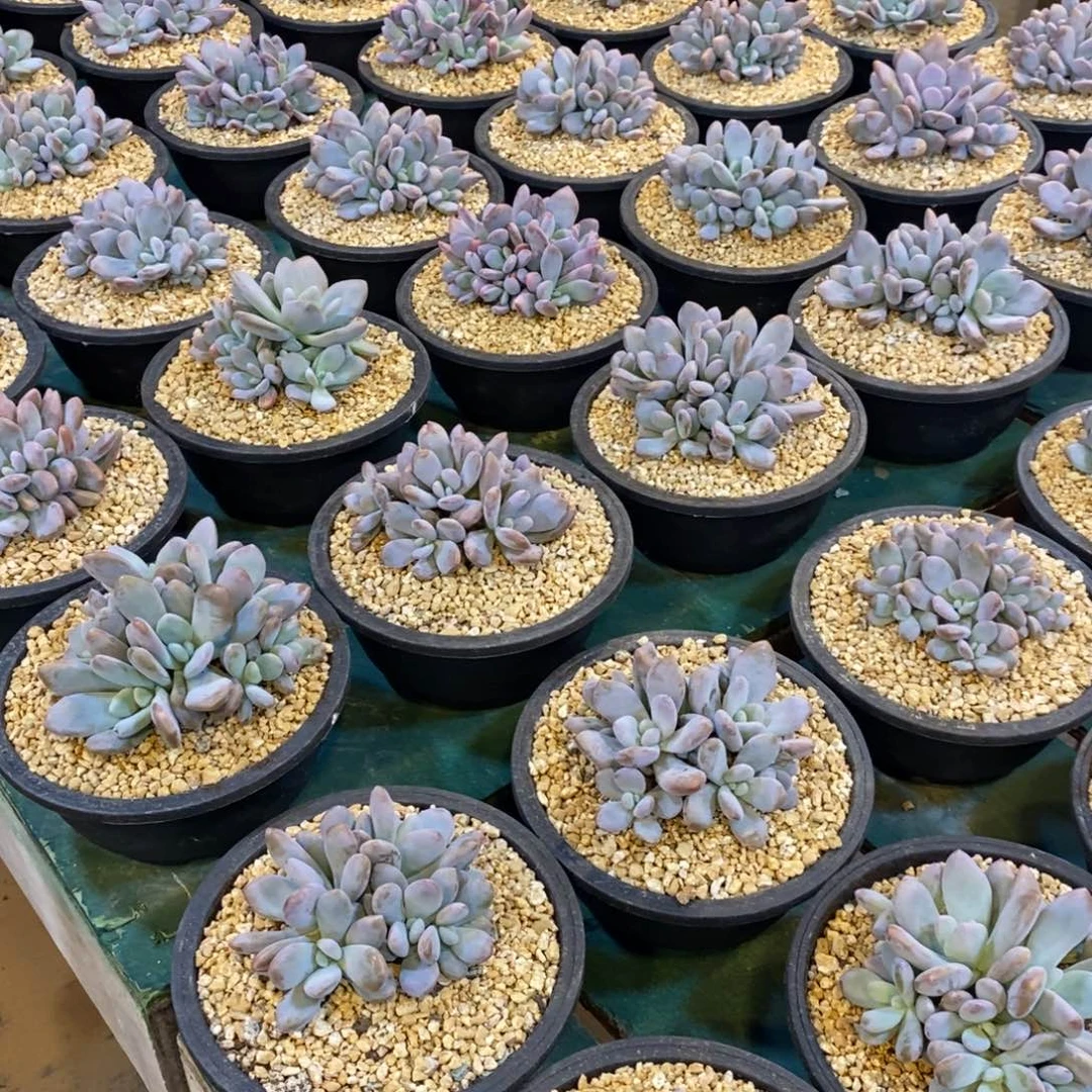 可以挑，粉兔群，15668858