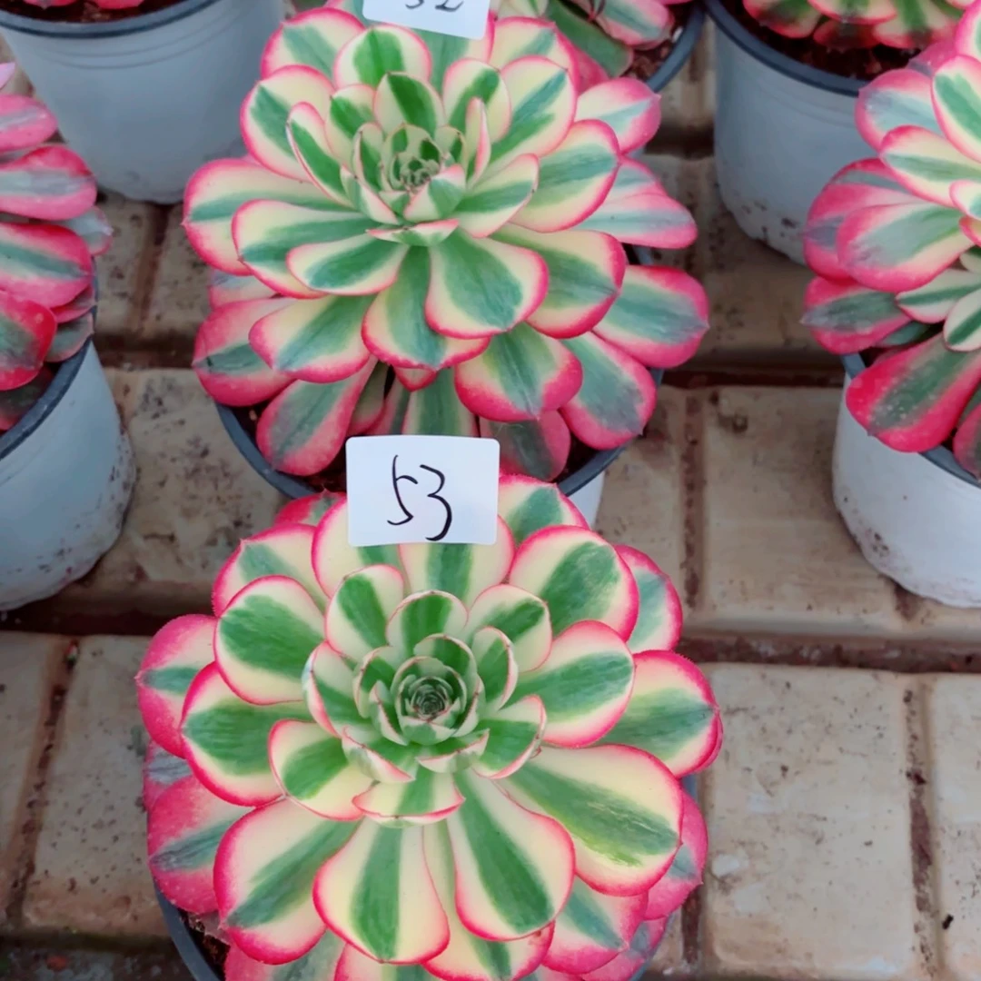 醒***辉52-53 一物一拍多肉法师