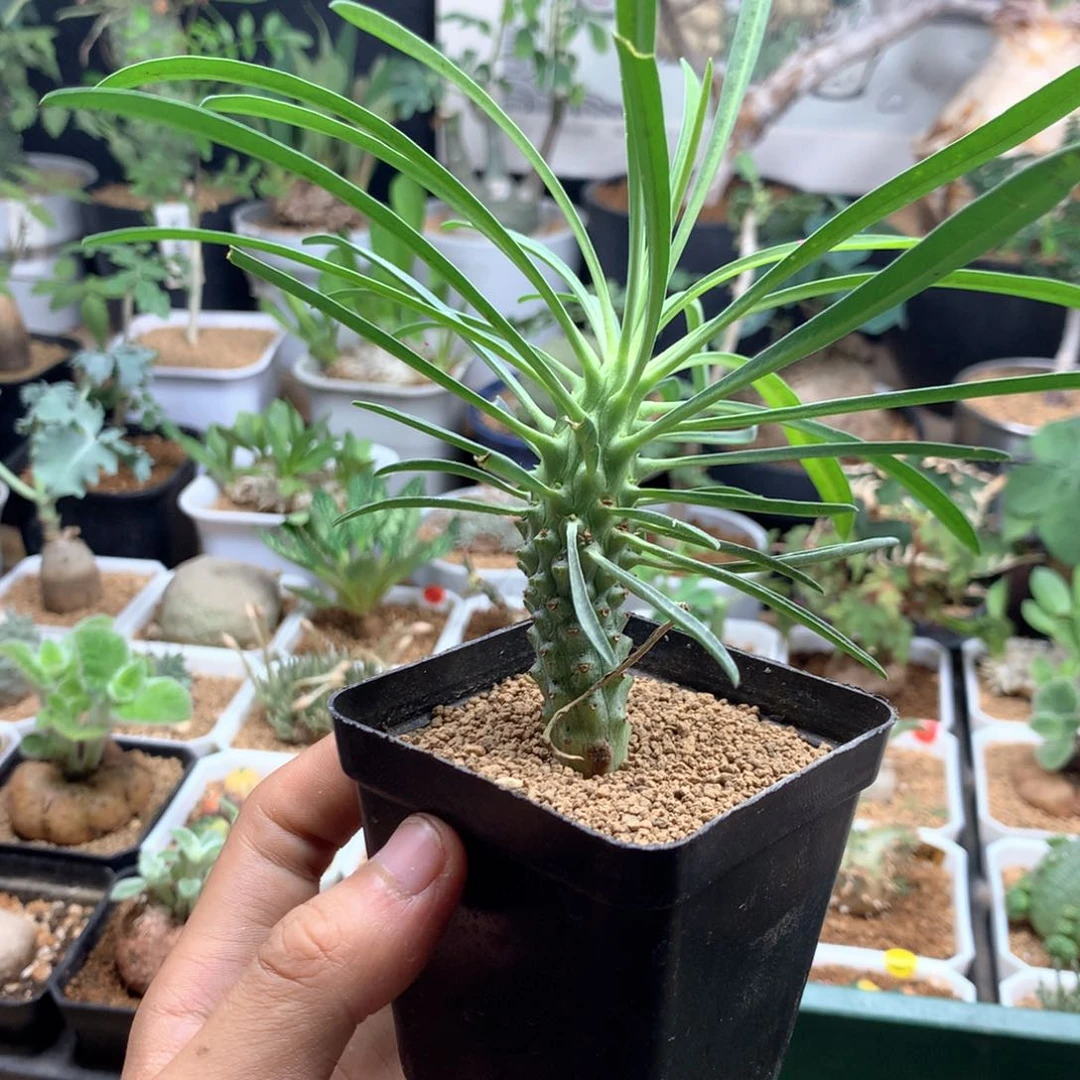 给***林自根东台大戟带盆