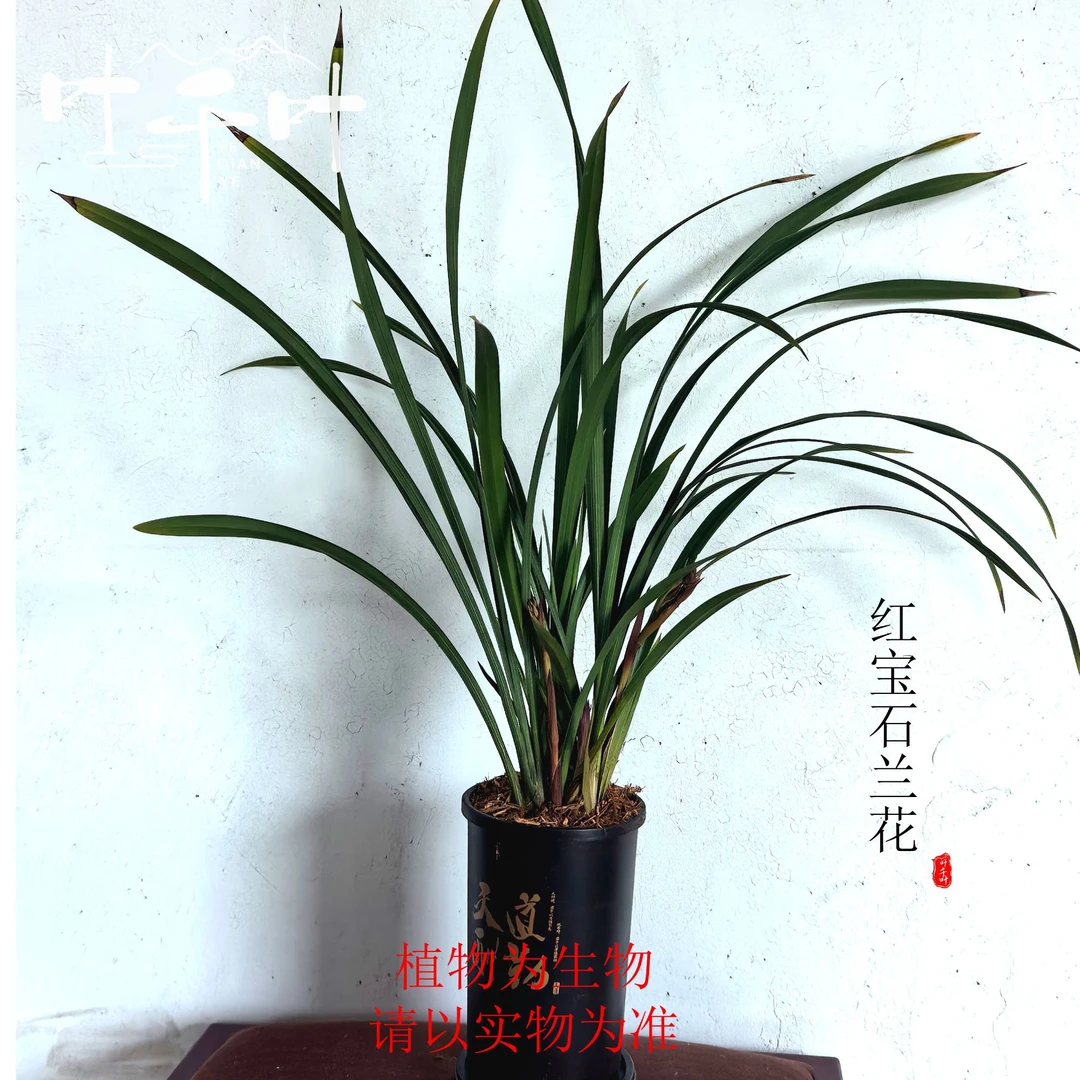 【基地直发红宝石2-3花剑】红宝石兰花花卉盆栽四季常青顺丰包邮