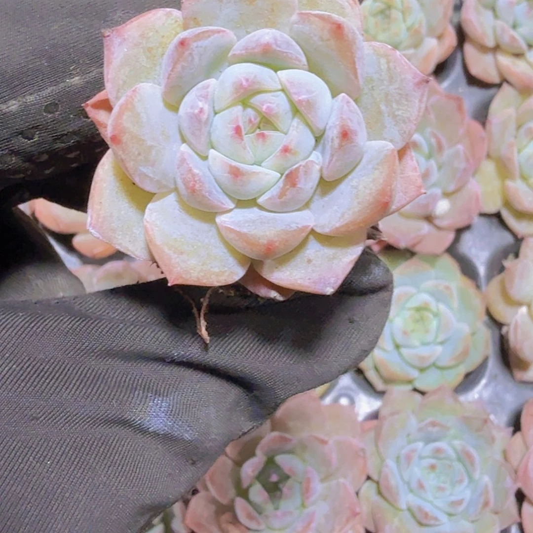 完全开放精品梦朵一米一颗