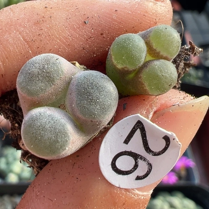 26号11111111111111111