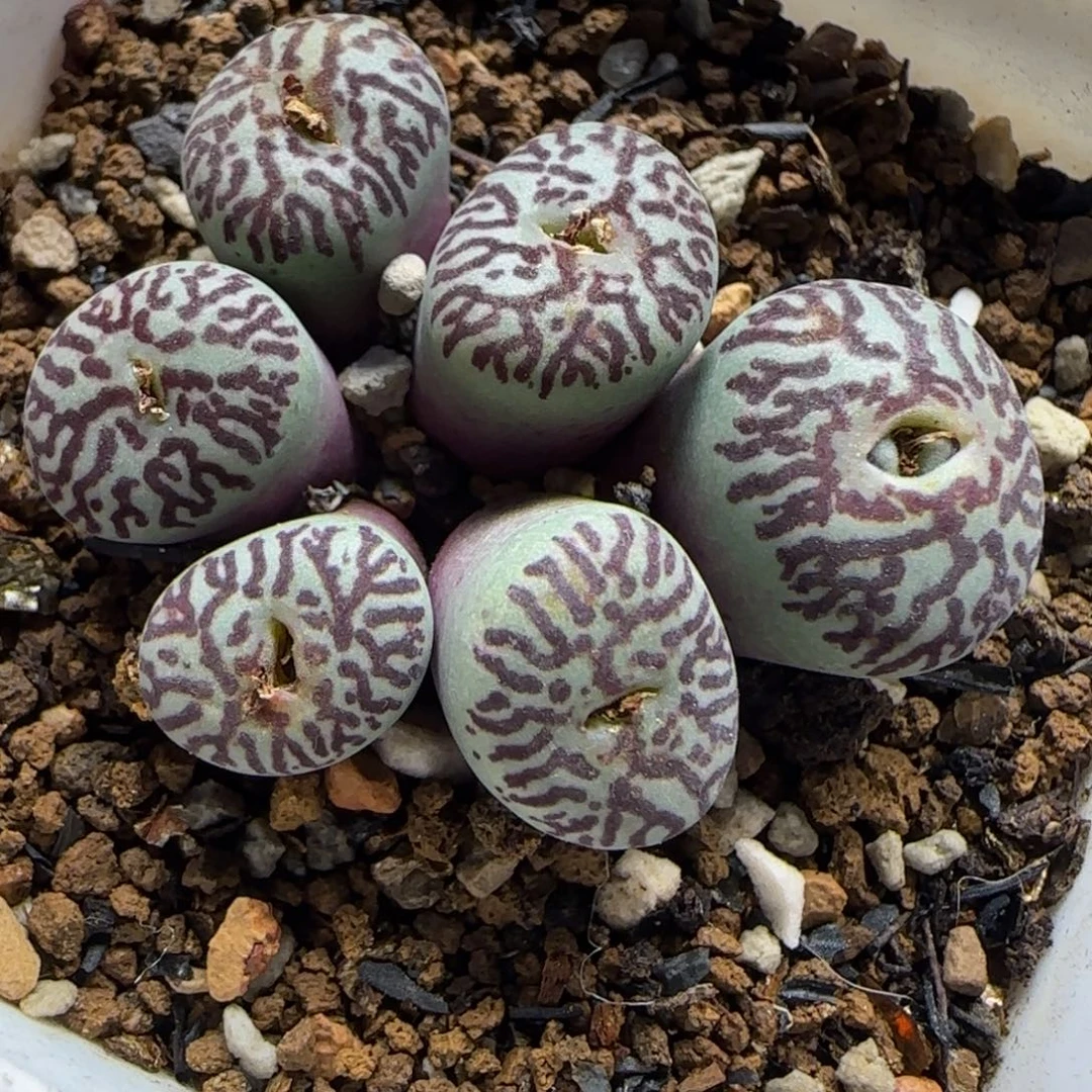 墨小锥多肉植物百科