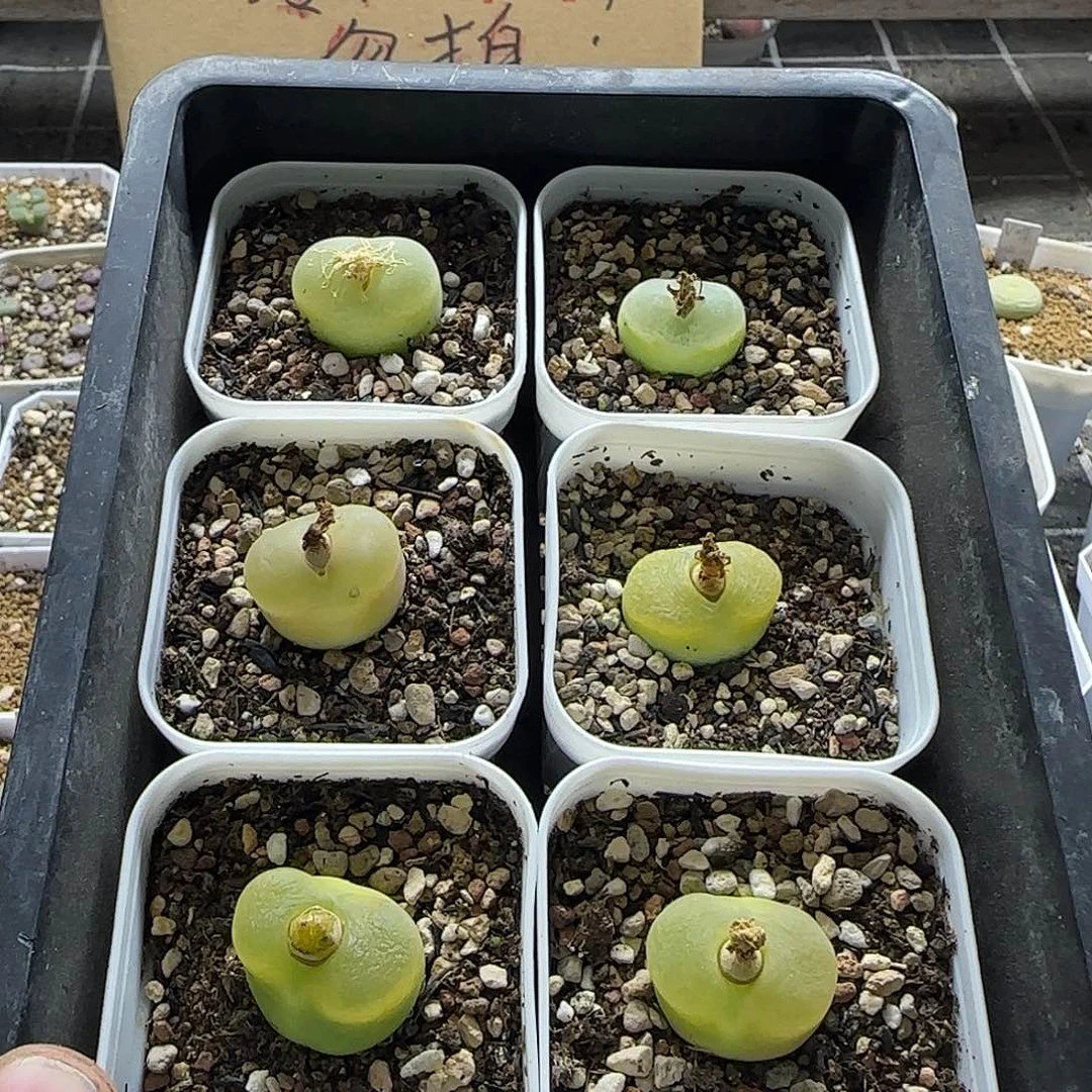 1798.78o泡6颗带盆土