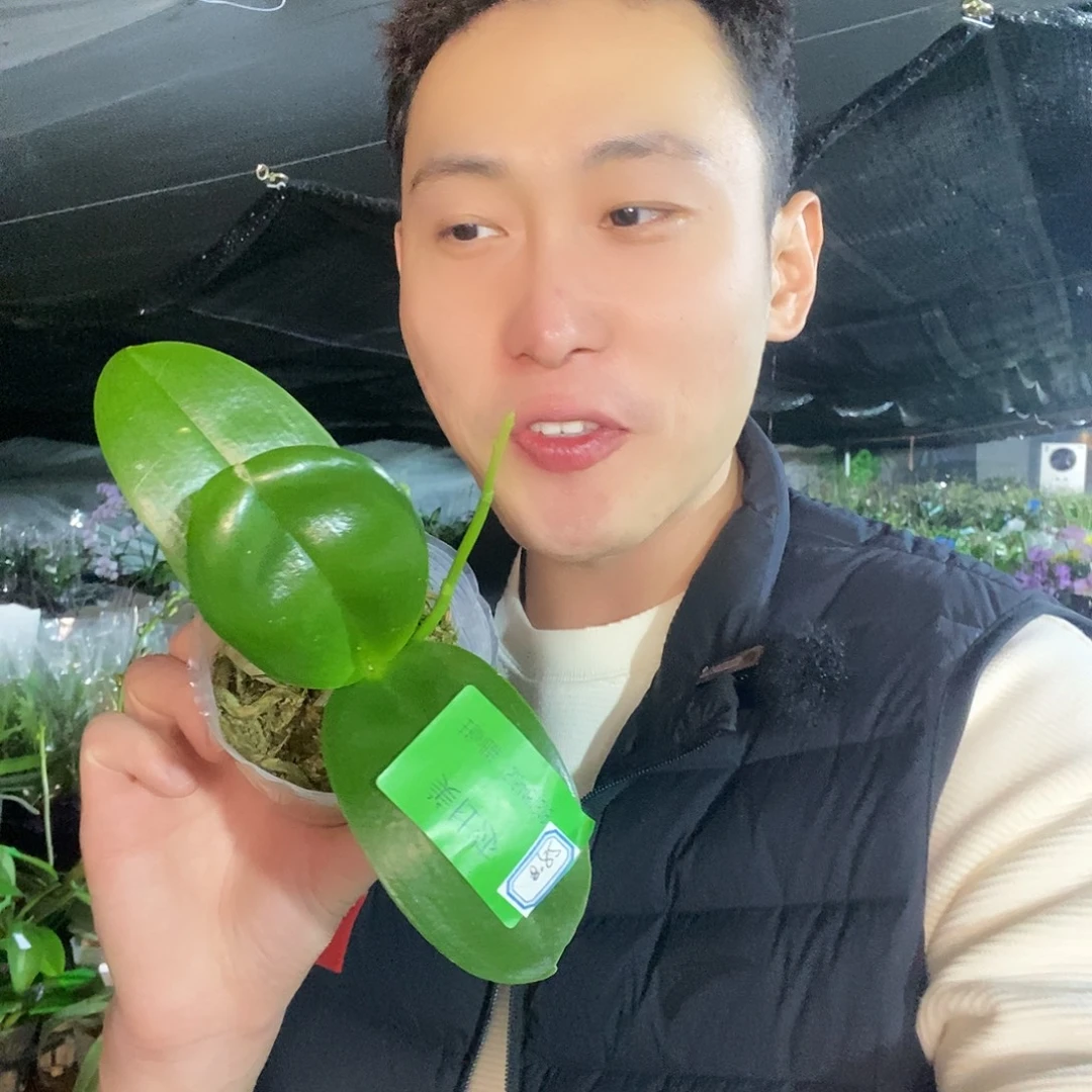 无花朵美杜莎蝴蝶兰