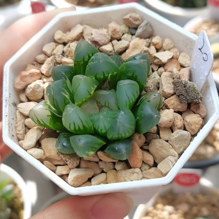 20号北极之光锦一物一拍带盆土发货