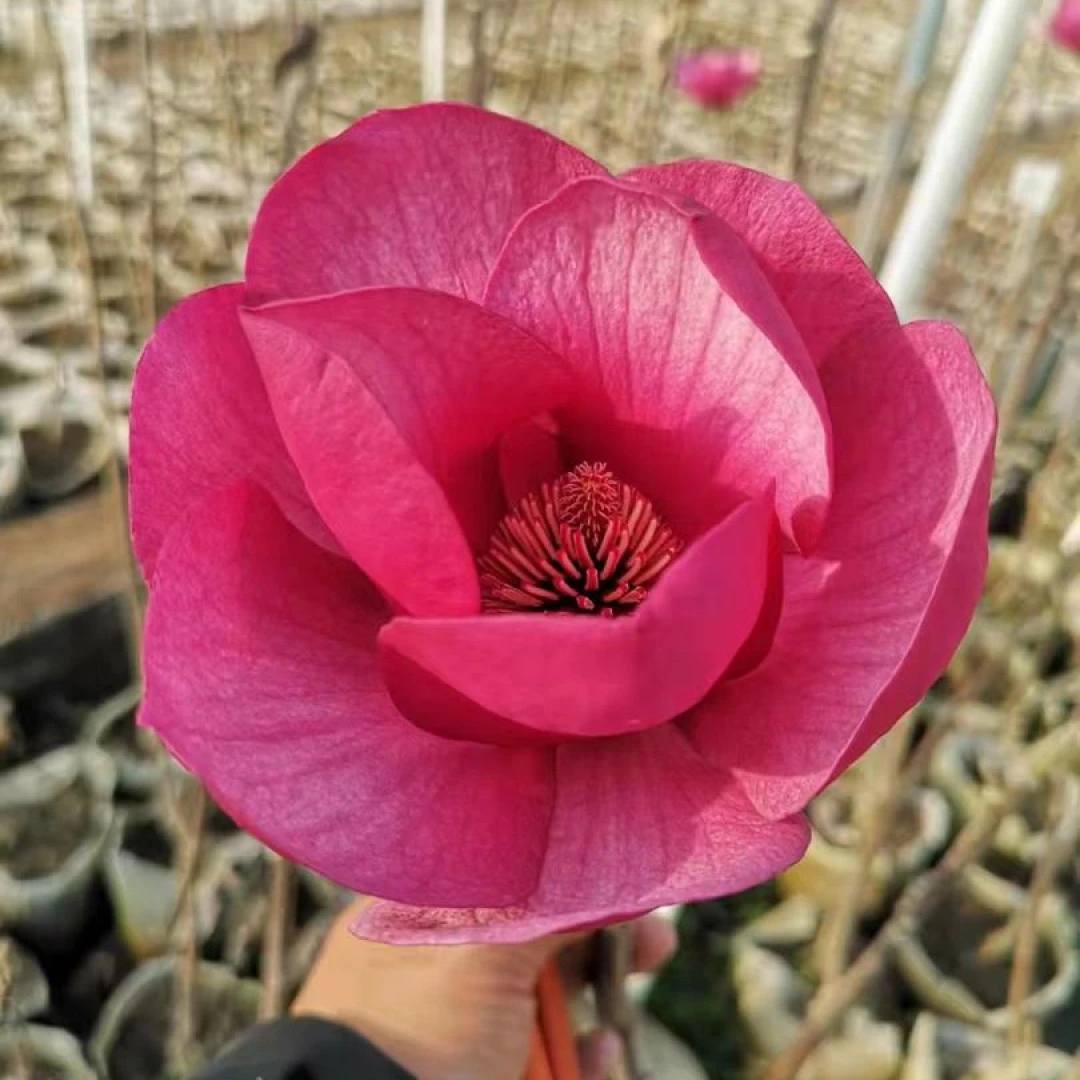 新品种【荷韵玉兰花】浓香盆栽地栽庭院花卉开花植物红黄白紫玉兰苗