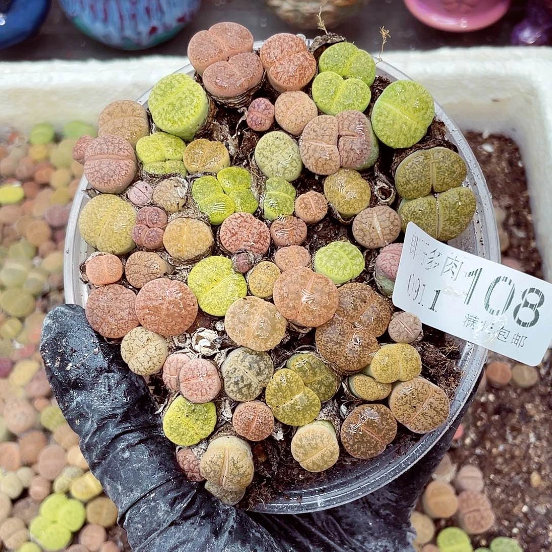 生石花18包邮0911-108