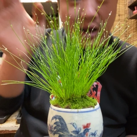 红陶一物一拍所见即所得202